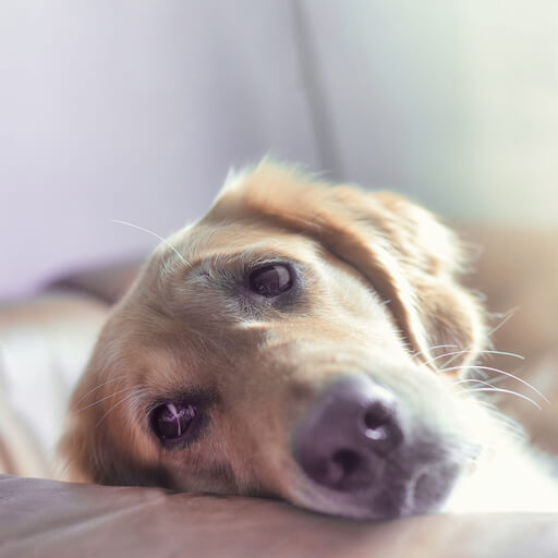 Wprowadzenie do lęku separacyjnego